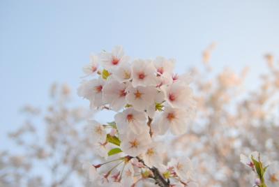 桜の花