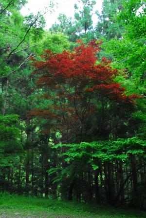 新緑と紅葉