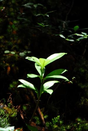 芽生え