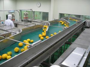 ユズ搾汁施設の作業風景