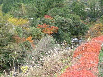 高川川の紅葉