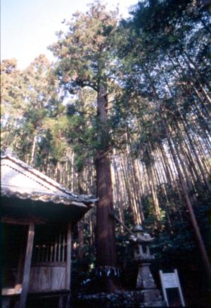 椙本神社の杉