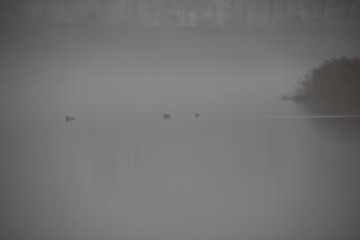 霧の中の水鳥