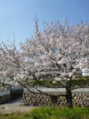 築屋敷前　桜