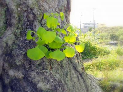 銀杏の芽生え