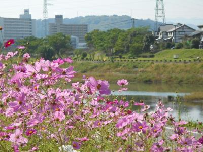 コスモスと鏡川