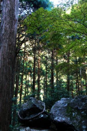 杉の木とゴトゴト石