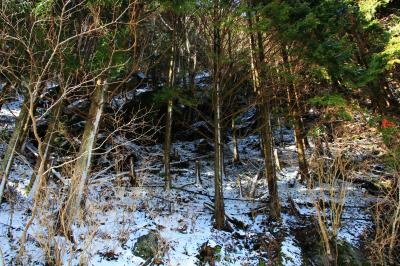 雪で覆われた木々