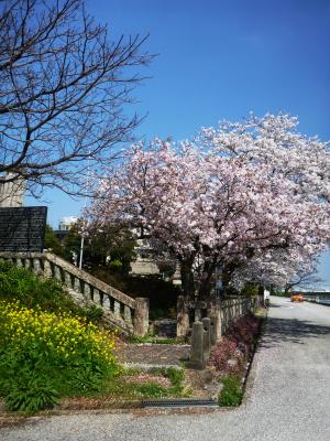 山桜と染井吉野