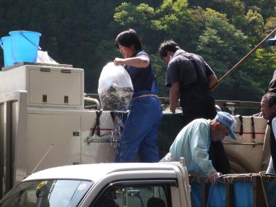 鮎を積み込んでいる様子