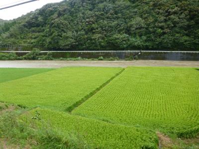 河岸水田