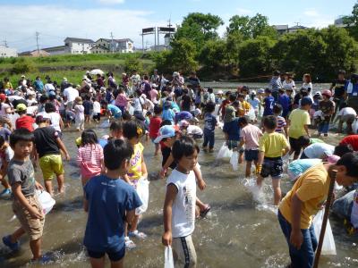 鮎のつかみ取り中