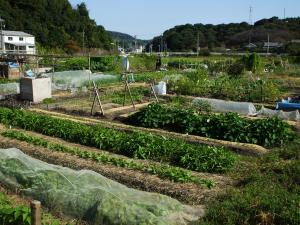 市民農園の様子