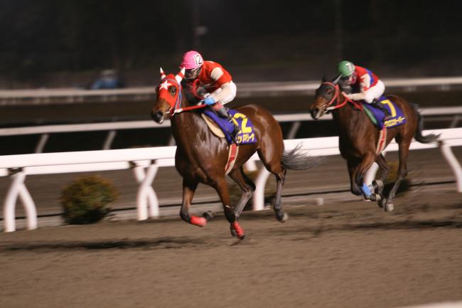 議会だより192号表紙写真：飛躍の午年（高知競馬　高知市長賞典第35回金の鞍賞）